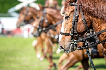 オークス2019|予想オッズと激走穴馬!|東京巧者の反撃に期待!